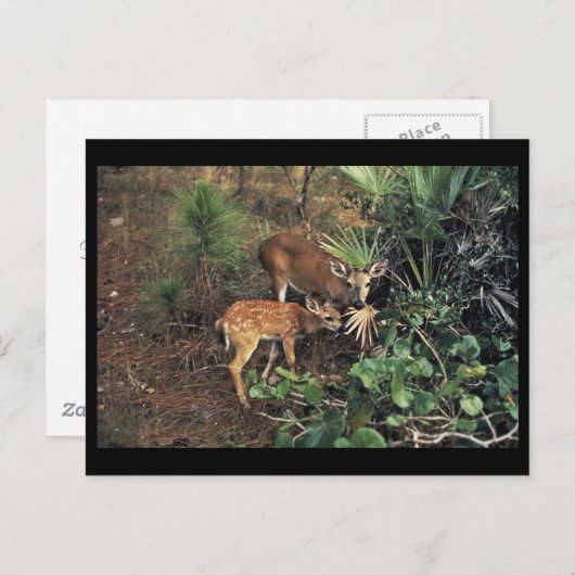 Key Deer Postkarte (Vorne/Hinten)