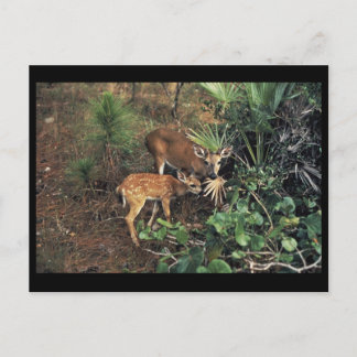 Key Deer Postkarte
