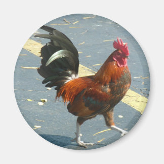 Key West Chicken Magnet