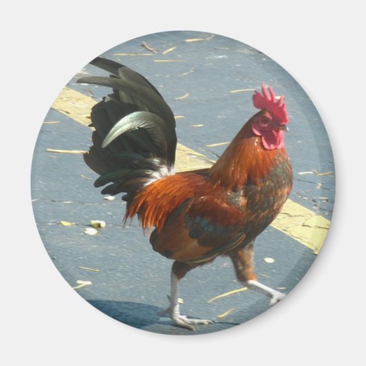 Key West Chicken Magnet (Vorne)