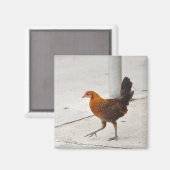 Key West Chicken - Sidewalk Florida Magnet (Vorderseite/Rückseite)