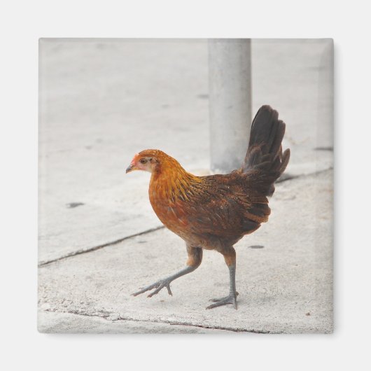 Key West Chicken - Sidewalk Florida Magnet (Vorne)
