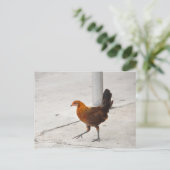 Key West Chicken - Sidewalk Florida Postkarte (Stehend Vorderseite)