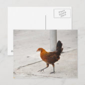 Key West Chicken - Sidewalk Florida Postkarte (Vorne/Hinten)