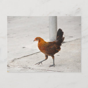Key West Chicken - Sidewalk Florida Postkarte
