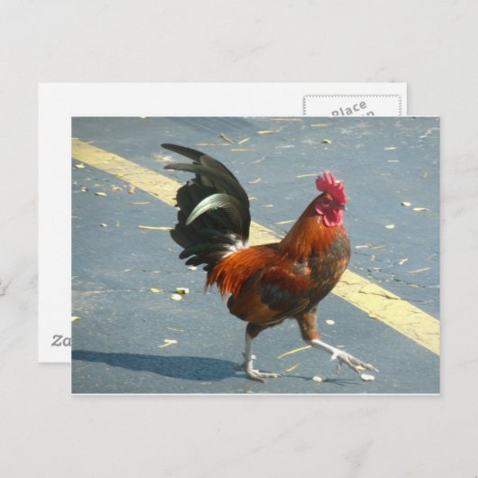 Key West-Huhn Postkarte (Vorne/Hinten)