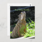 Key West Iguana Postkarte (Vorne/Hinten)