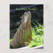 Key West Iguana Postkarte (Vorderseite)