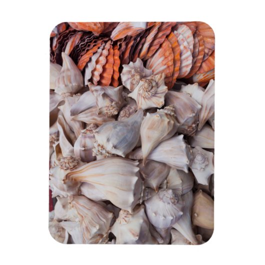 Key West, Muscheln Magnet (Vertikal)