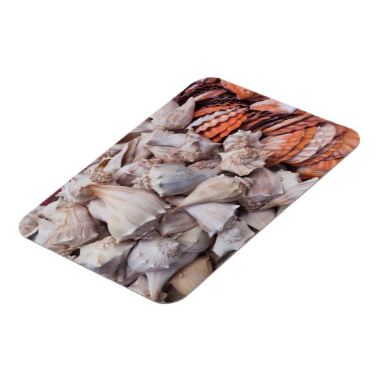 Key West, Muscheln Magnet (Linke Seite)