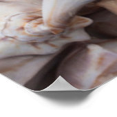 Key West, Muscheln Poster (Ecke)
