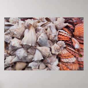 Key West, Muscheln Poster