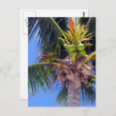 Key West Palm - Postkarte (Vorne/Hinten)