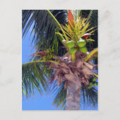 Key West Palm - Postkarte (Vorderseite)