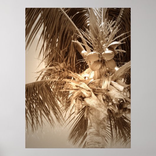Key West Palm - Sepia Poster (Vorne)
