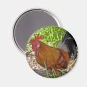 Key West Rooster Magnet (Vorderseite/Rückseite)