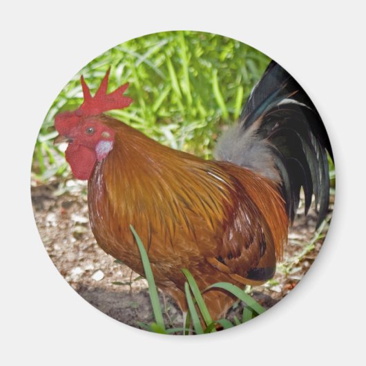 Key West Rooster Magnet (Vorne)