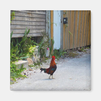 Key West Rooster Magnet