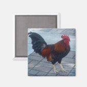 Key West Rooster Magnet (Vorderseite/Rückseite)