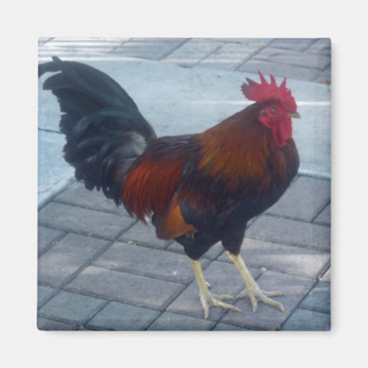 Key West Rooster Magnet (Vorne)