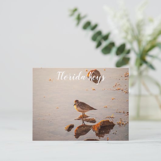 Key West Shorebird Reflektion Florida Keys Postkarte (Stehend Vorderseite)
