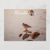 Key West Shorebird Reflektion Florida Keys Postkarte (Vorderseite)