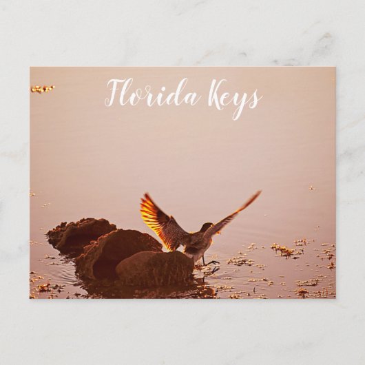 Key West Shorebird Sunset Rocks Florida Keys Postkarte (Vorderseite)