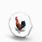 Key West - Sinti und Roma Rooster Fotoblock (Rechts)