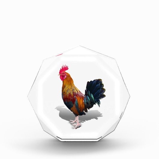 Key West - Sinti und Roma Rooster Fotoblock (Vorderseite)