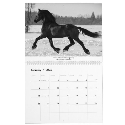KFPS Friesian Stallion Calendar Kalender (Feb 2026)