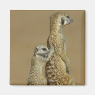 Kgalagadi Nationalpark, Botswana, Afrika Magnet