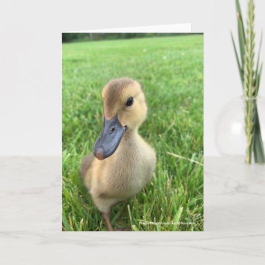Khaki Appleyard Duckling Karte (Vorderseite)