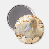 Khaki Campbell Duckling Kühlschrank Magnet (Vorderseite/Rückseite)