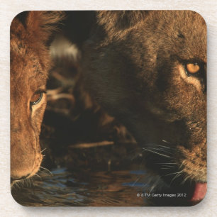 Khwai Fluss, Moremi Tier-Reserve, Botswana Getränkeuntersetzer