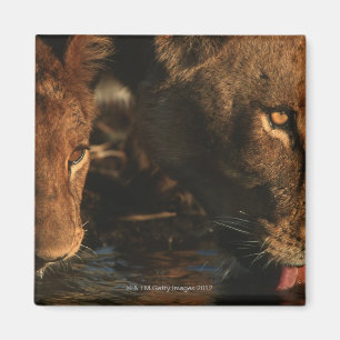 Khwai Fluss, Moremi Tier-Reserve, Botswana Magnet