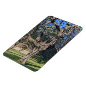 Kiawe Tree Foto Magnet (Linke Seite)