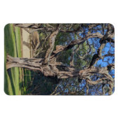 Kiawe Tree Foto Magnet (Horizontal)