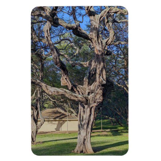 Kiawe Tree Foto Magnet (Vertikal)