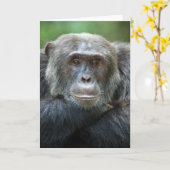 Kibale Chimpanzee Grußkarte - Männliches Portrait Karte (Gelbe Blume)