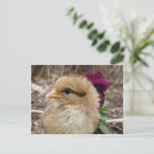 Kick in Pansy Garden Postkarte (Stehend Vorderseite)