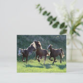 Kickpferd Postkarte (Stehend Vorderseite)