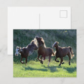 Kickpferd Postkarte (Vorne/Hinten)