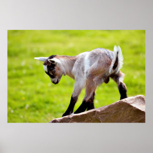 Kid auf Stein Poster