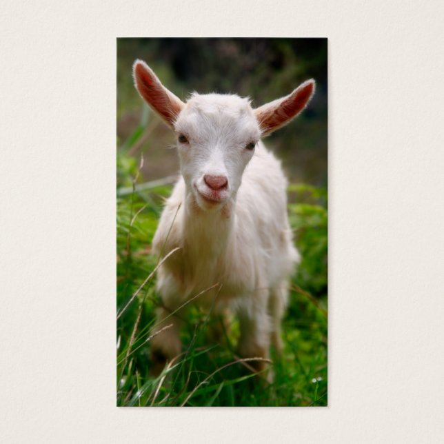 Kid Goat (Vorderseite)
