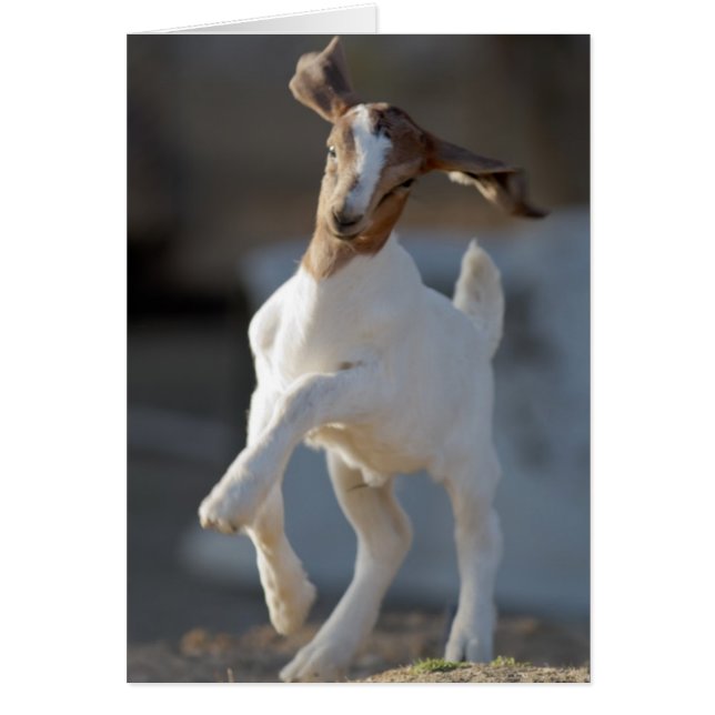 Kid Goat Playing (Vorne)
