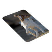 Kid Goat Playing Magnet (Rechte Seite)