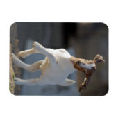 Kid Goat Playing Magnet (Horizontal)