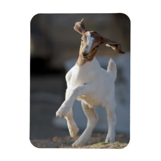 Kid Goat Playing Magnet (Vertikal)