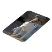 Kid Goat Playing Magnet (Linke Seite)