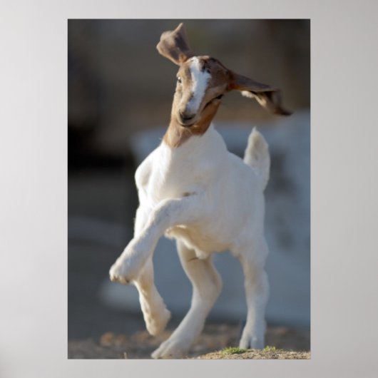 Kid Goat Playing Poster (Vorne)